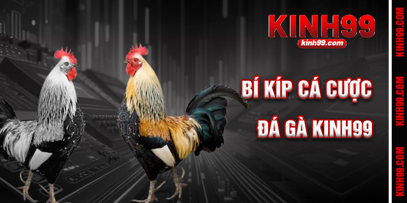 Bí Kíp Cá Cược Đá Gà KINH99