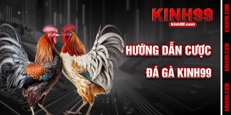 Hướng Dẫn Cá Cược Đá Gà KINH99 Chi Tiết